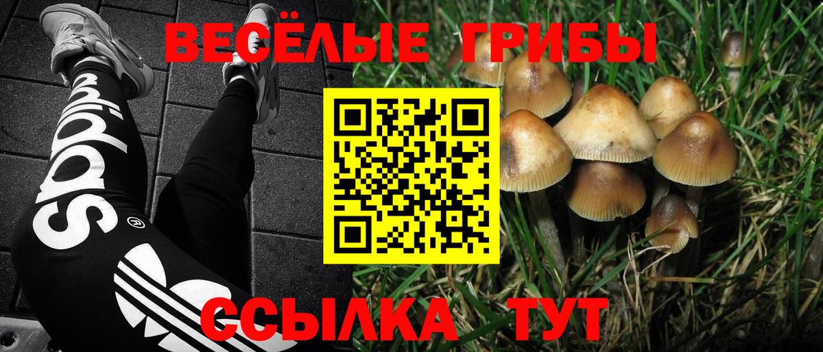 Галлюциногенные грибы Psilocybe  Вход с VPN  Лыткарино 